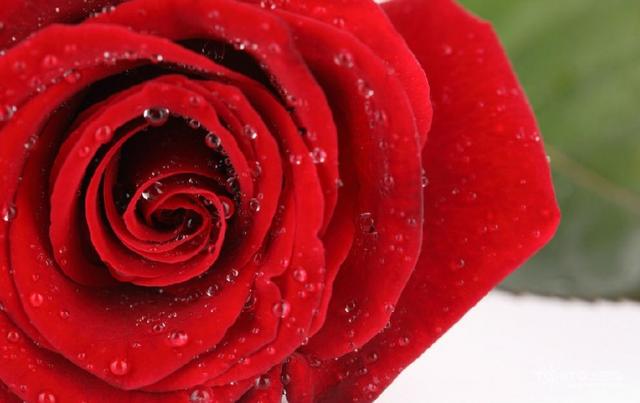 关于9朵玫瑰花语我想说玫瑰花语每朵代表什么？送花的时候注意了